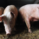 Pigs were able to breathe through their gut when rectally injected with an oxygenated chemical as part of a new study.